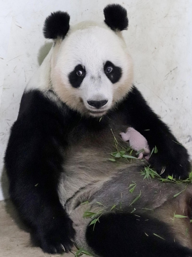 旅印尼大熊猫产下幼崽 印尼总统为其取名“骑士”