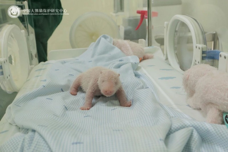 我国旅居印尼大熊猫“湖春”产下首只幼崽