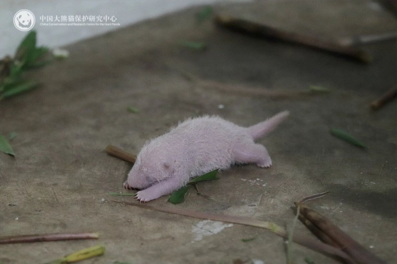 我国旅居印尼大熊猫“湖春”产下首只幼崽