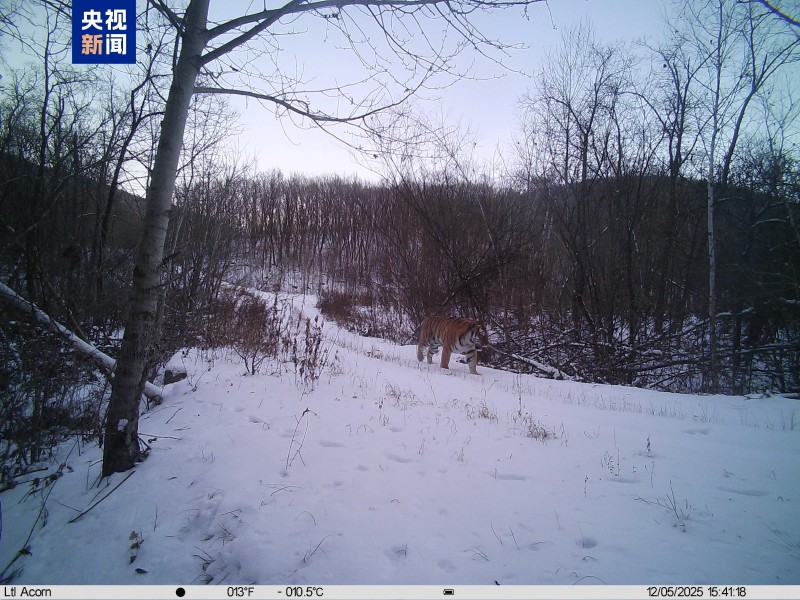 野生东北虎“完达山1号”再度现身 健康状况良好