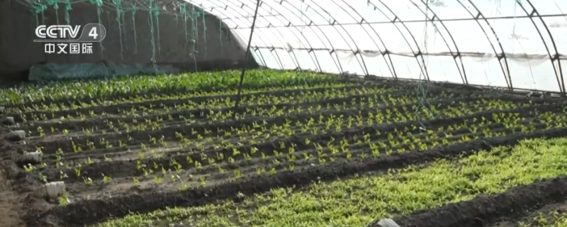 冷空气持续影响北方多地 多部门“攥指成拳”保生产保畅通