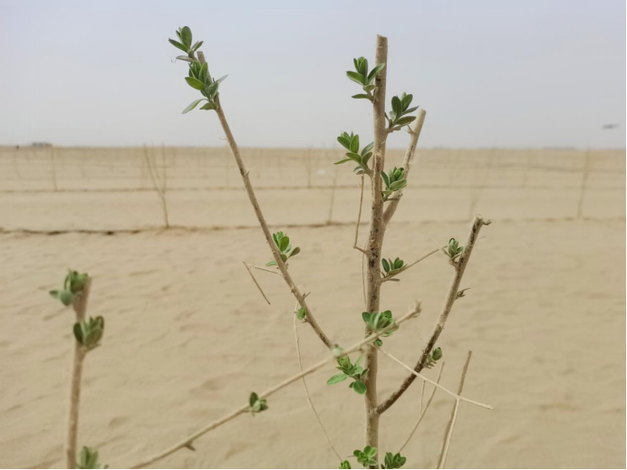 绿围脖+铁路+公路 新疆把塔克拉玛干抱了又抱