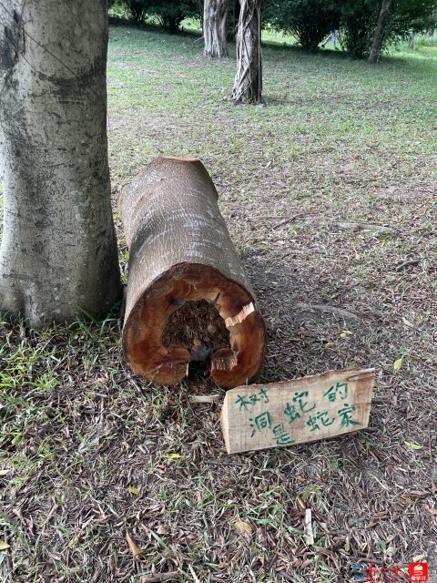 深e度|观鸟,看见大湾区生态的脉动