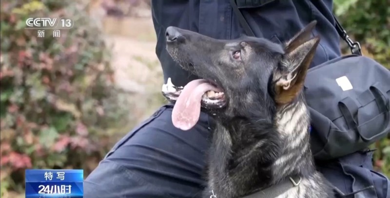 驯导员谈昆明犬:警犬不会演戏 每一次训练都是实战