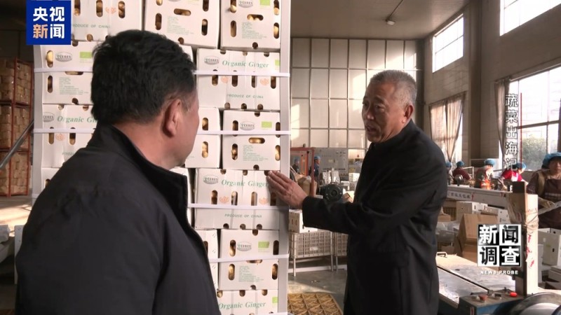 新闻调查丨从追标准到定标准 “中国蔬菜出口第一县”做对了什么？