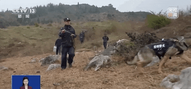 公安部严选!昆明犬为何是警犬界“国货之光”?