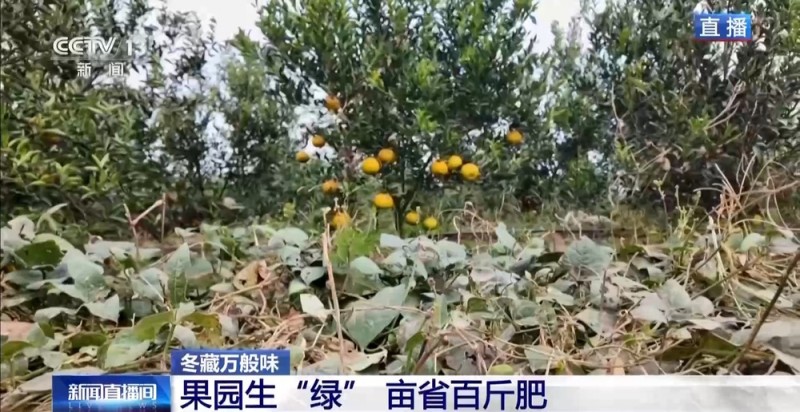 一粒豆一颗柑 中国味道饮品里藏着“绿色致富密码”