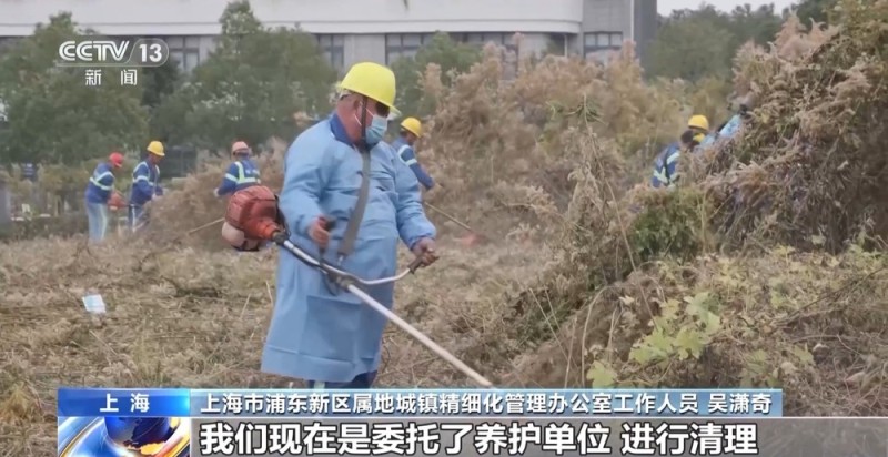 视频丨看到立即上报！上海发现“加拿大一枝黄花”