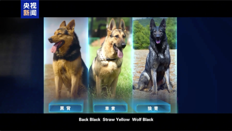 公安部严选!昆明犬为何是警犬界“国货之光”?