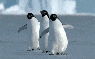 雪天走路“打出溜”?建议你多学企鹅走路