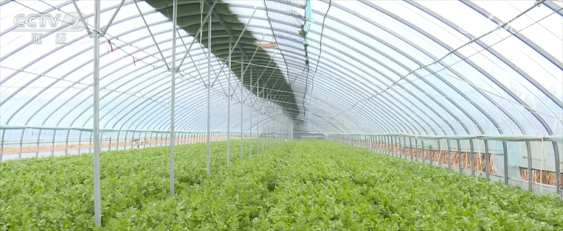 寒潮来袭,“速冻”模式如何应对?各地积极保障供暖和“菜篮子”货足价稳