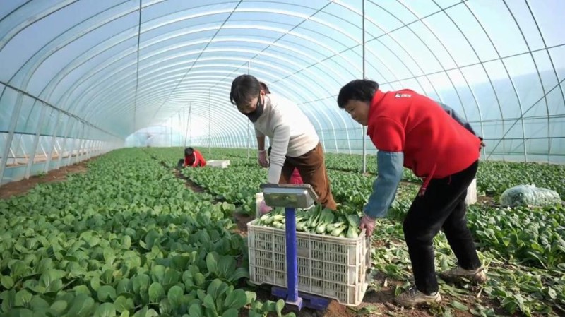 新华视点丨冬日暖阳里 听一首乡村振兴交响曲