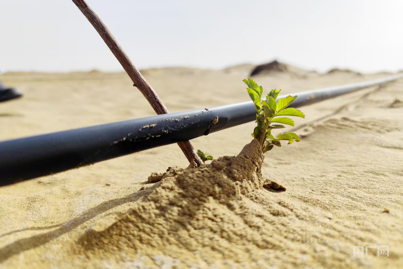 绿围脖+铁路+公路 新疆把塔克拉玛干抱了又抱