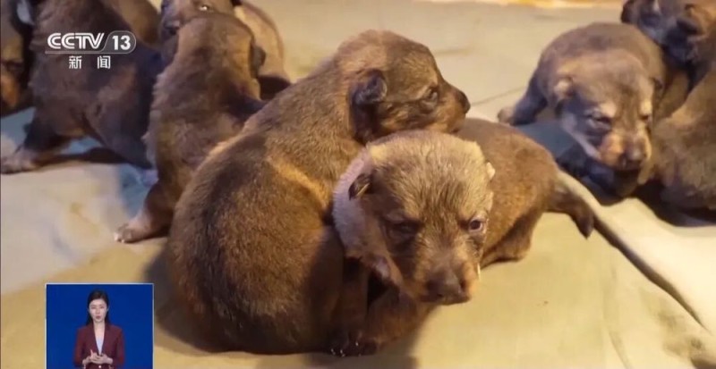 公安部严选!昆明犬为何是警犬界“国货之光”?