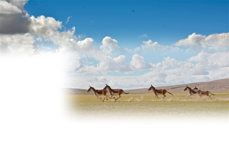 藏北高原"新生代"守望者：邀生灵"出镜" 让保护"出圈"