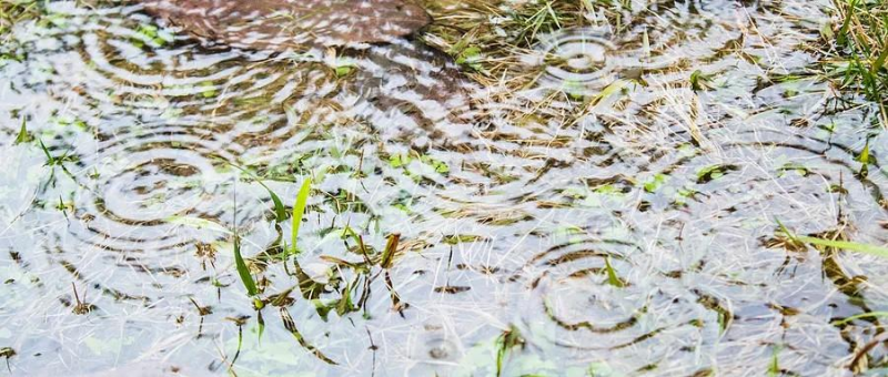 雪地里的“蚊子”不吸血!冬季室内被咬另有元凶→