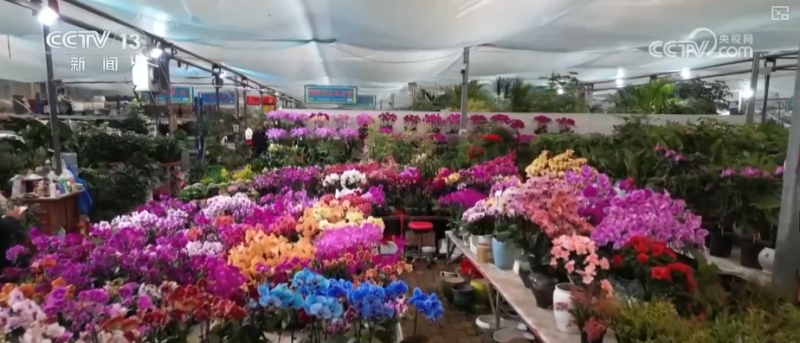 科技加持“美丽经济” 各地年宵花卉集中上市销售火热