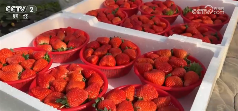 冬“鲜”上市丰富百姓“果盘子”“肉案子” 立体物流网络保障“鲜度直达”