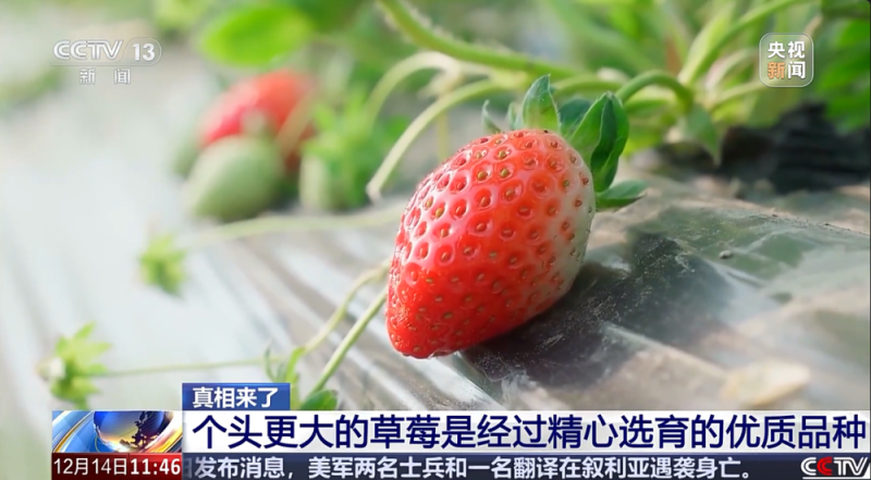 “膨大剂”催熟草莓正大量上市？记者调查→