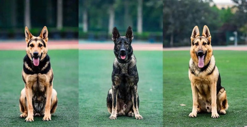 驯导员谈昆明犬:警犬不会演戏 每一次训练都是实战