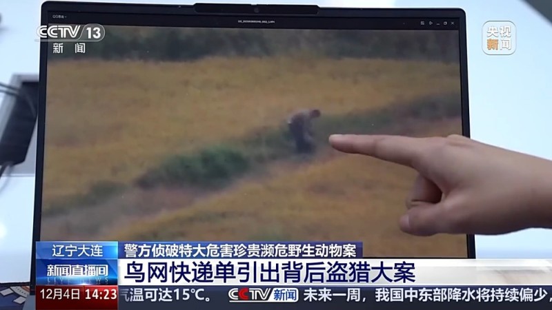 视频丨涉案金额达3900余万元 一张快递单引出野生鸟类盗猎大案