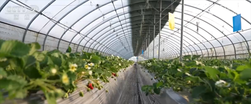 寒潮来袭,“速冻”模式如何应对?各地积极保障供暖和“菜篮子”货足价稳