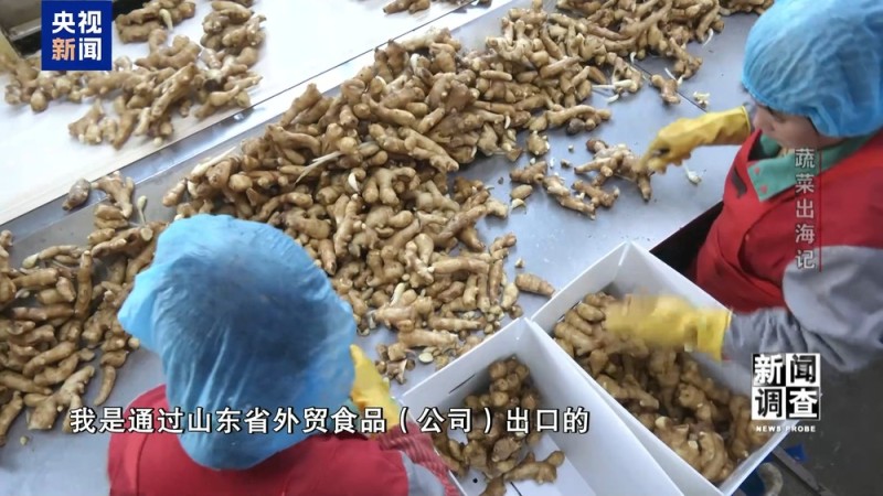 新闻调查丨从追标准到定标准 “中国蔬菜出口第一县”做对了什么？