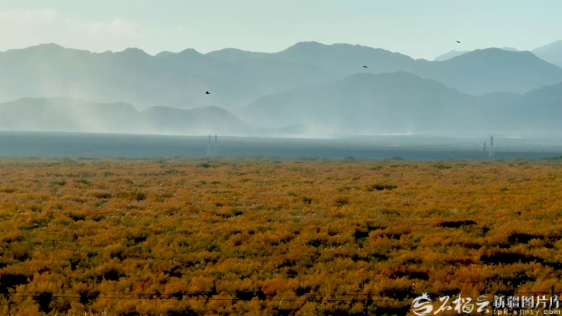 120万亩红柳林如何让荒漠重生――哈拉峻乡的生态振兴实践