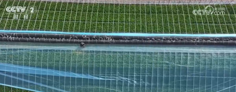 寒潮来袭,“速冻”模式如何应对?各地积极保障供暖和“菜篮子”货足价稳