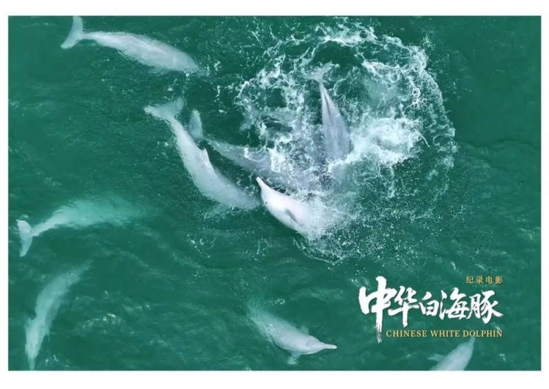 与粤港澳“海洋精灵”相遇 《中华白海豚》12月12日上映 不止于海的生命叙事