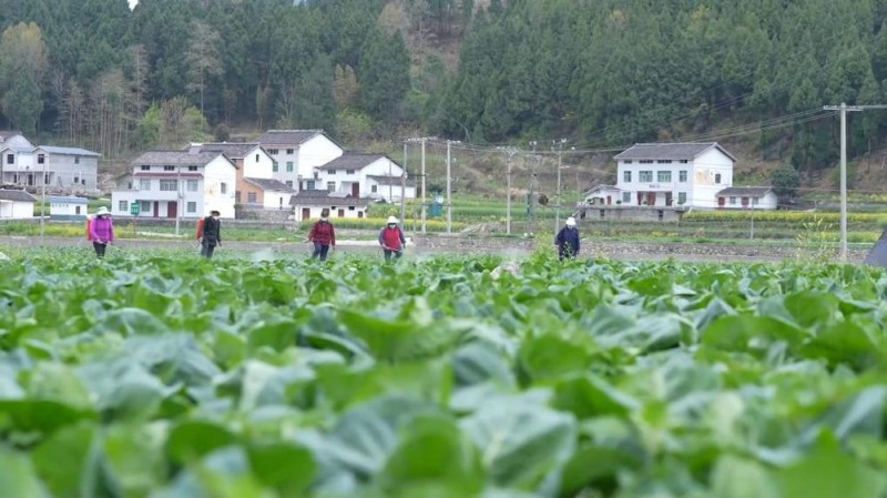 新华视点丨冬日暖阳里 听一首乡村振兴交响曲