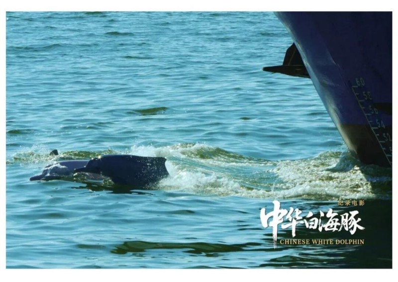 与粤港澳“海洋精灵”相遇 《中华白海豚》12月12日上映 不止于海的生命叙事