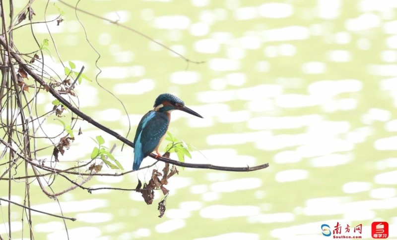 深e度|观鸟,看见大湾区生态的脉动