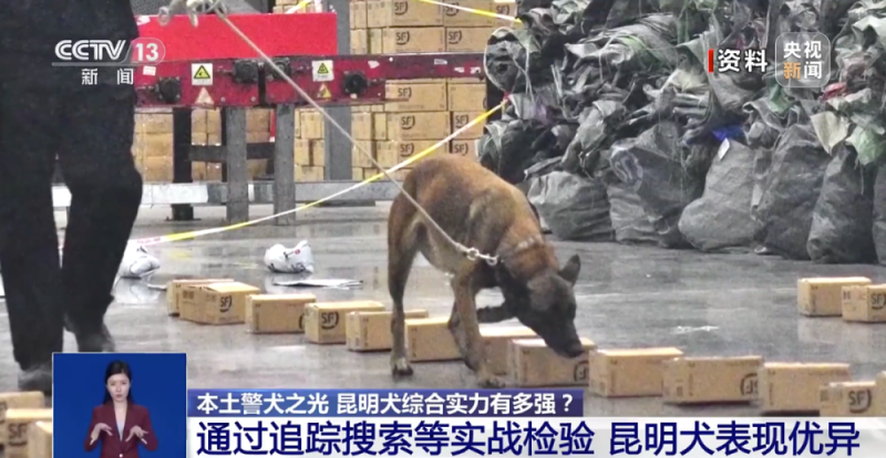 公安部严选!昆明犬为何是警犬界“国货之光”?