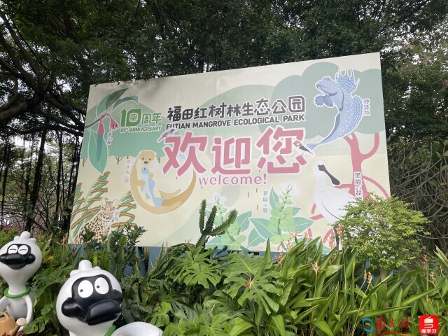 深e度|观鸟,看见大湾区生态的脉动