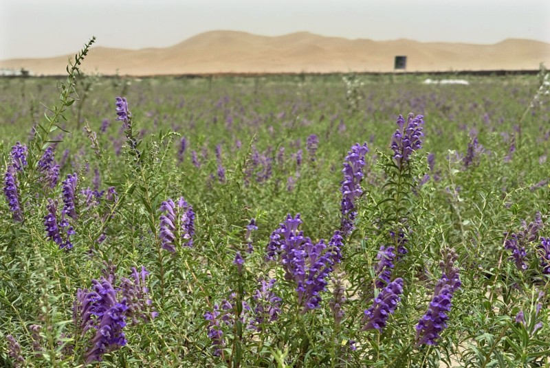 锁边合龙一周年丨从“死亡之海”到“财富绿洲” 看塔克拉玛干如何点沙成金