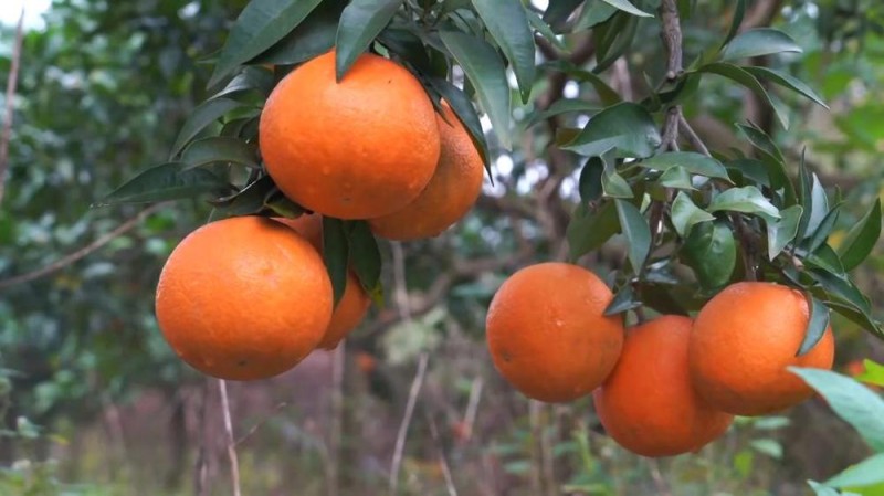 新华视点丨冬日暖阳里 听一首乡村振兴交响曲