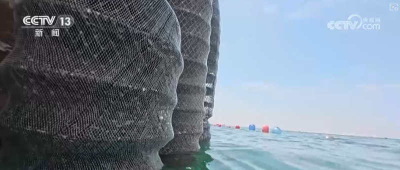 科技赋能海洋经济向“新”而行 “海上牧场”产出“大经济”助农增产增收