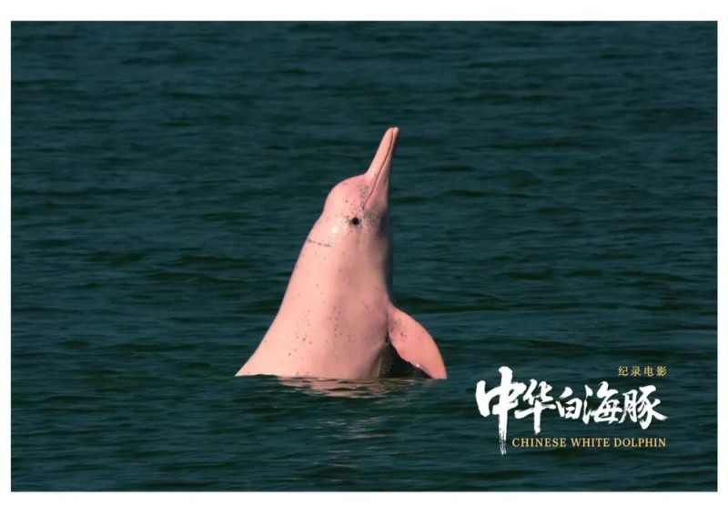 与粤港澳“海洋精灵”相遇 《中华白海豚》12月12日上映 不止于海的生命叙事