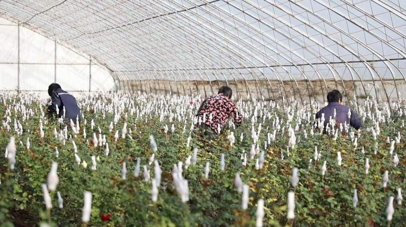 新华视点丨特色产业激活乡村振兴动能