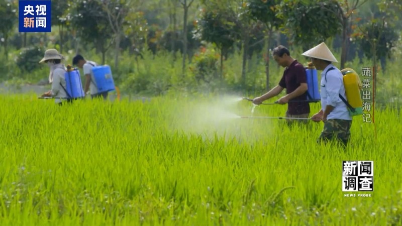 新闻调查丨从追标准到定标准 “中国蔬菜出口第一县”做对了什么？