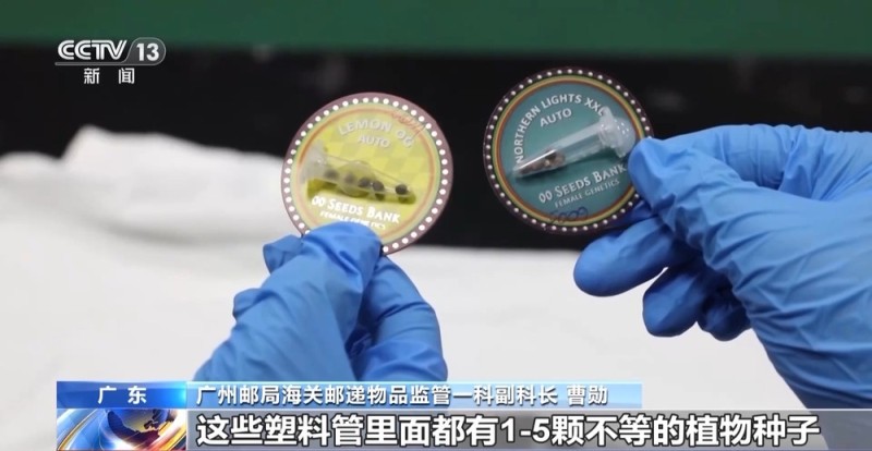 视频丨申报家具变“咖啡”？海关连续查获藏匿走私大麻和大麻种子案件