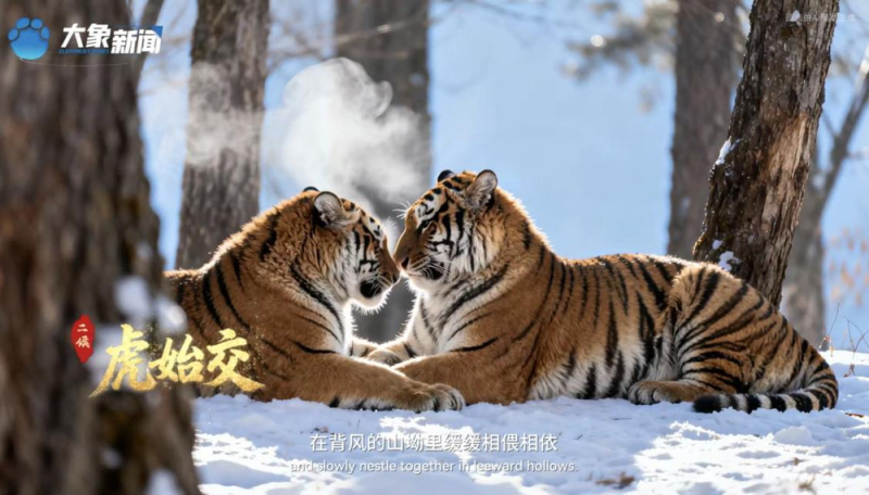 何以中国丨中国节气・大雪