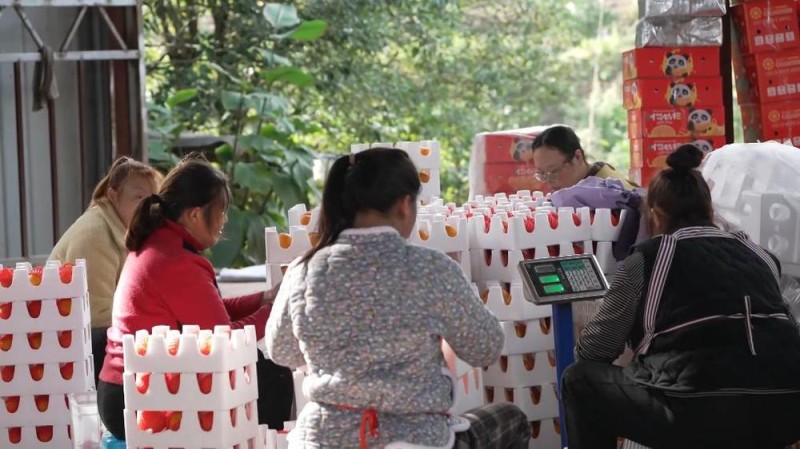 新华视点丨冬日暖阳里 听一首乡村振兴交响曲