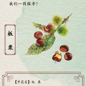 中药喻清廉丨板栗：刚柔并济 严实养正