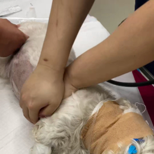 男子毒死9条宠物狗一审获刑4年 宣判后犬主都哭了