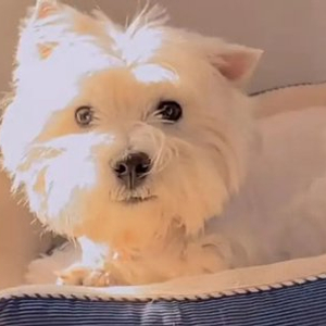 宠物狗被毒死女子辞职追凶3年，案件宣判：65岁被告投毒致9条犬只死亡，获刑4年