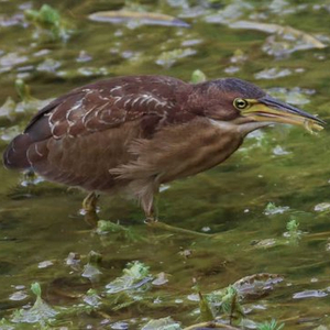 深e度｜观鸟，看见大湾区生态的脉动