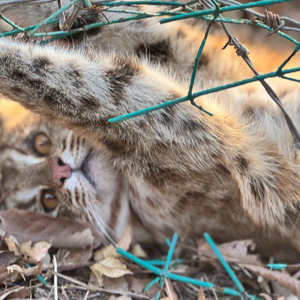 国家二级保护动物豹猫误入护路网 20分钟成功解救