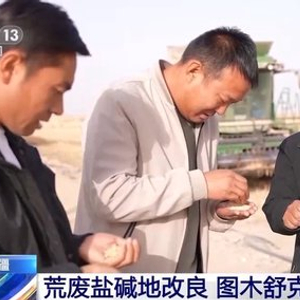 技术改良盐碱地 新疆图木舒克沙漠水稻迎丰收